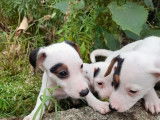 Vente de 4 chiots Jack Russells non LOF tricolores