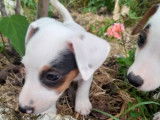 Vente de 4 chiots Jack Russells non LOF tricolores