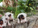 Vente de 4 chiots Jack Russells non LOF tricolores