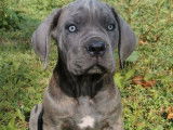 À vendre : un chiot Cane Corso mâle bleu LOF
