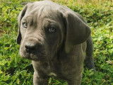 À vendre : un chiot Cane Corso mâle bleu LOF