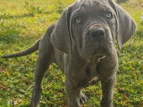 À vendre : un chiot Cane Corso mâle bleu LOF