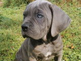 À vendre : un chiot Cane Corso mâle bleu LOF
