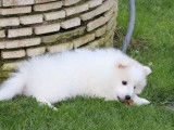 2 chiots Spitz Japonais mâles LOF blanc à vendre