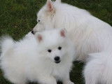 2 chiots Spitz Japonais mâles LOF blanc à vendre