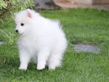 2 chiots Spitz Japonais mâles LOF blanc à vendre