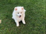 2 chiots Spitz Japonais mâles LOF blanc à vendre