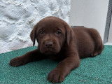 2 chiots Labradors femelles LOF marron à réserver