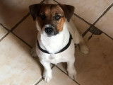 De race Jack Russell disponible pour saillie