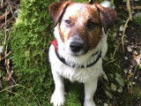 De race Jack Russell disponible pour saillie