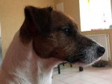 De race Jack Russell disponible pour saillie