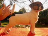 De race Jack Russell disponible pour saillie