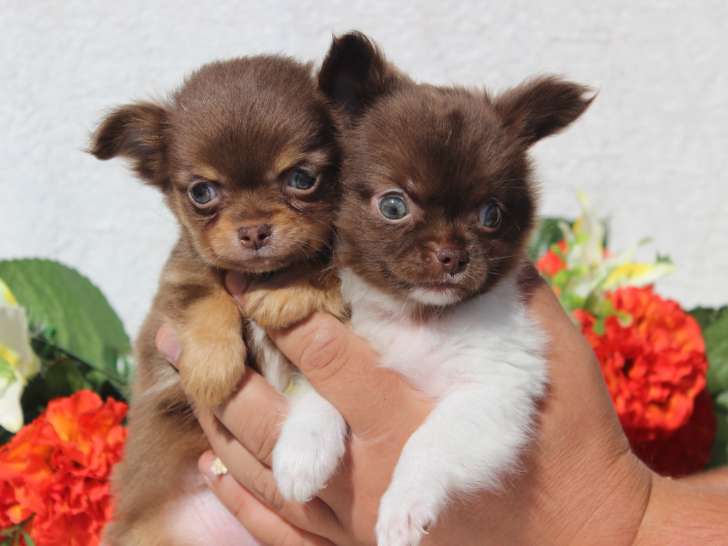Magnifiques Chihuahuas disponibles de suite