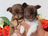 Magnifiques Chihuahuas disponibles de suite