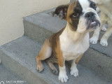 Chiots de type Bouledogue Anglais à vendre (3 femelles)