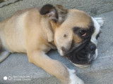 Chiots de type Bouledogue Anglais à vendre (3 femelles)