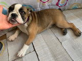 Chiots de type Bouledogue Anglais à vendre (3 femelles)
