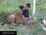 Chiots Bergers Malinois LOF disponibles