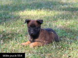 Chiots Bergers Malinois LOF disponibles