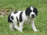 À vendre : chiots English Springers Spaniels mâles et femellles marron et blanc