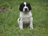 À vendre : chiots English Springers Spaniels mâles et femellles marron et blanc