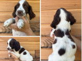 Vente de 3 chiots English Springers Spaniels chocolat et blanc (LOF)