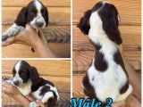 Vente de 3 chiots English Springers Spaniels chocolat et blanc (LOF)