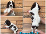 Vente de 3 chiots English Springers Spaniels chocolat et blanc (LOF)