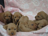 Réservation de chiots Bassets Fauves de Bretagne (LOF)