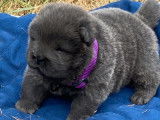 Réservation d’un chiot Chow Chow bleu mâle (LOF)