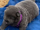 Réservation d’un chiot Chow Chow bleu mâle (LOF)