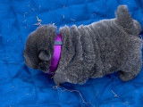 Réservation d’un chiot Chow Chow bleu mâle (LOF)
