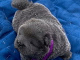 Réservation d’un chiot Chow Chow bleu mâle (LOF)