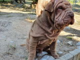 Vente de trois chiots Shar-Pe&iuml;s m&acirc;les de robe chocolat (non LOF)