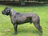 2 chiots Cani Corsi LOF mâles disponibles à l’achat
