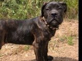 2 chiots Cani Corsi LOF mâles disponibles à l’achat