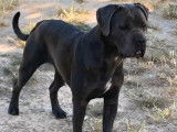 2 chiots Cani Corsi LOF mâles disponibles à l’achat