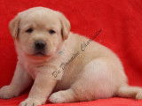 À réserver : 4 chiots Labrador Retrievers couleur sable (LOF)