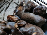 4 chiots Cockers Anglais chocolat non LOF à la réservation