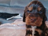 4 chiots Cockers Anglais chocolat non LOF à la réservation