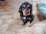 4 chiots Cockers Anglais chocolat non LOF à la réservation
