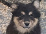 Disponibles à la vente : 4 chiots Finnois de Laponie LOF