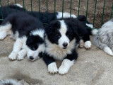 6 chiots Border Collies à acheter (LOF) noir et blanc