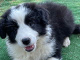 6 chiots Border Collies à acheter (LOF) noir et blanc