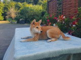 Un chiot Shiba Inu LOF mâle sésame rouge à la vente