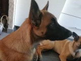 Chiot Malinois LOF