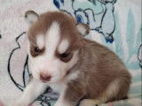 6 chiots Huskies de Sibérie à réserver (non LOF)
