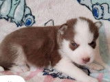 6 chiots Huskies de Sibérie à réserver (non LOF)