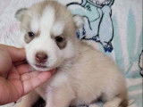 6 chiots Huskies de Sibérie à réserver (non LOF)
