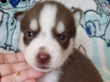 6 chiots Huskies de Sibérie à réserver (non LOF)